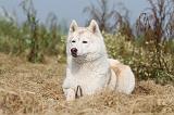 SIBERIAN HUSKY 117